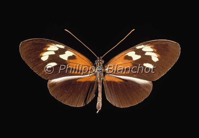 heliconius melpomene.JPG - Heliconius melpomenePostman butterflyLepidoptera, HeliconiidaeCosta Rica